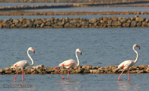 Salinas de Marchamalo